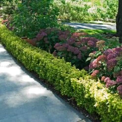 Sunjoy® Citrus Barberry -GREAT GARDEN PLANTS berberis sunjoy citrus barberry 4