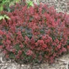 Sunjoy® Mini Salsa Barberry