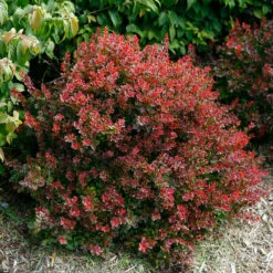 Sunjoy® Mini Salsa Barberry -GREAT GARDEN PLANTS berberis sunjoy mini salsa barberry 3