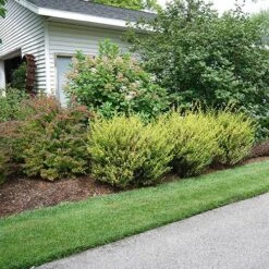 Cesky Gold® Dwarf Birch -GREAT GARDEN PLANTS betula cesky gold 1 P sw