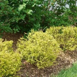 Cesky Gold® Dwarf Birch -GREAT GARDEN PLANTS betula cesky gold 5 P sw