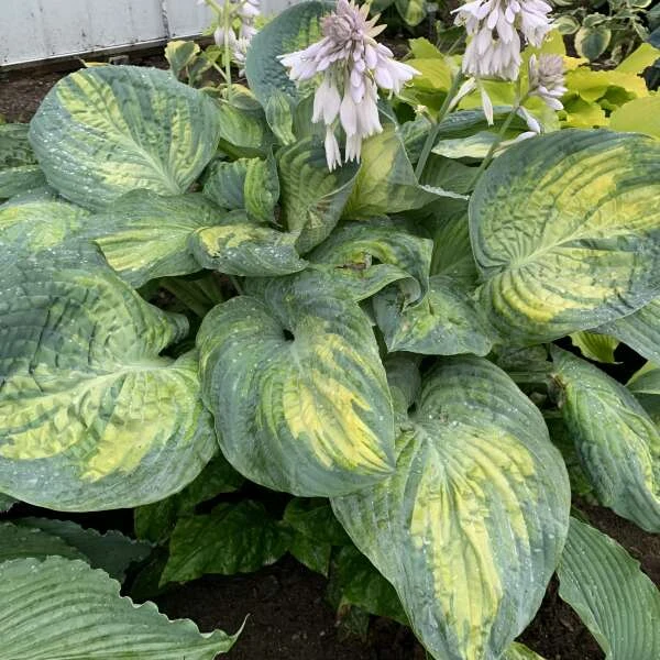 Shadowland® 'Sound Of Music' Hosta 1 Shadowland® 'Sound Of Music' Hosta