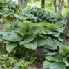 'Big Daddy' Hosta