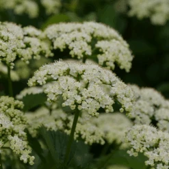 Blue Muffin® Arrowwood Viburnum -GREAT GARDEN PLANTS bluemuffin2