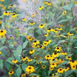 Brown-Eyed Susan (Rudbeckia) -GREAT GARDEN PLANTS brown eyed susan 3