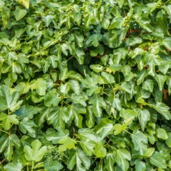 'Brown Turkey' Fig (Ficus) -GREAT GARDEN PLANTS brownturkeyfigficus 3 800x800 bb49c29