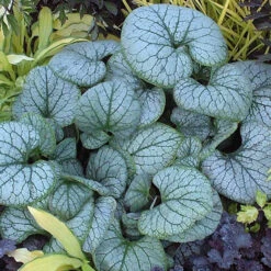 'Jack Frost' Siberian Bugloss -GREAT GARDEN PLANTS brunnera jack frost 2
