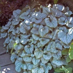 'Jack Frost' Siberian Bugloss -GREAT GARDEN PLANTS brunnera jack frost 5