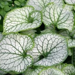 'Jack Frost' Siberian Bugloss -GREAT GARDEN PLANTS brunnera jack frost 7