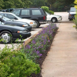 Lo & Behold® 'Blue Chip' Butterfly Bush -GREAT GARDEN PLANTS buddleia lo behold blue chip 2 P