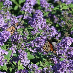 Lo & Behold® 'Blue Chip' Butterfly Bush -GREAT GARDEN PLANTS buddleia lo behold blue chip 4 P