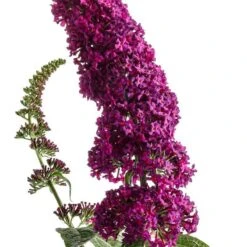 'Miss Molly' Butterfly Bush -GREAT GARDEN PLANTS buddleia miss molly butterfly bush 2