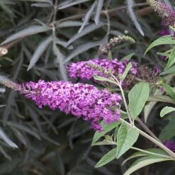 'Miss Ruby' Butterfly Bush -GREAT GARDEN PLANTS buddleia miss ruby 4 P