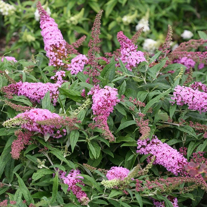 Pugster Pink® Butterfly Bush 1 Pugster Pink® Butterfly Bush