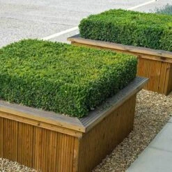'Green Velvet' Boxwood -GREAT GARDEN PLANTS buxus green velvet boxwood 4 sw