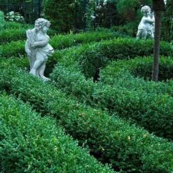 'Green Velvet' Boxwood -GREAT GARDEN PLANTS buxus green velvet boxwood 5 sw