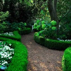 'Green Velvet' Boxwood -GREAT GARDEN PLANTS buxus green velvet boxwood 6 sw