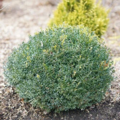 North Star® Boxwood -GREAT GARDEN PLANTS buxus north star 1
