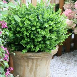 Sprinter® Boxwood