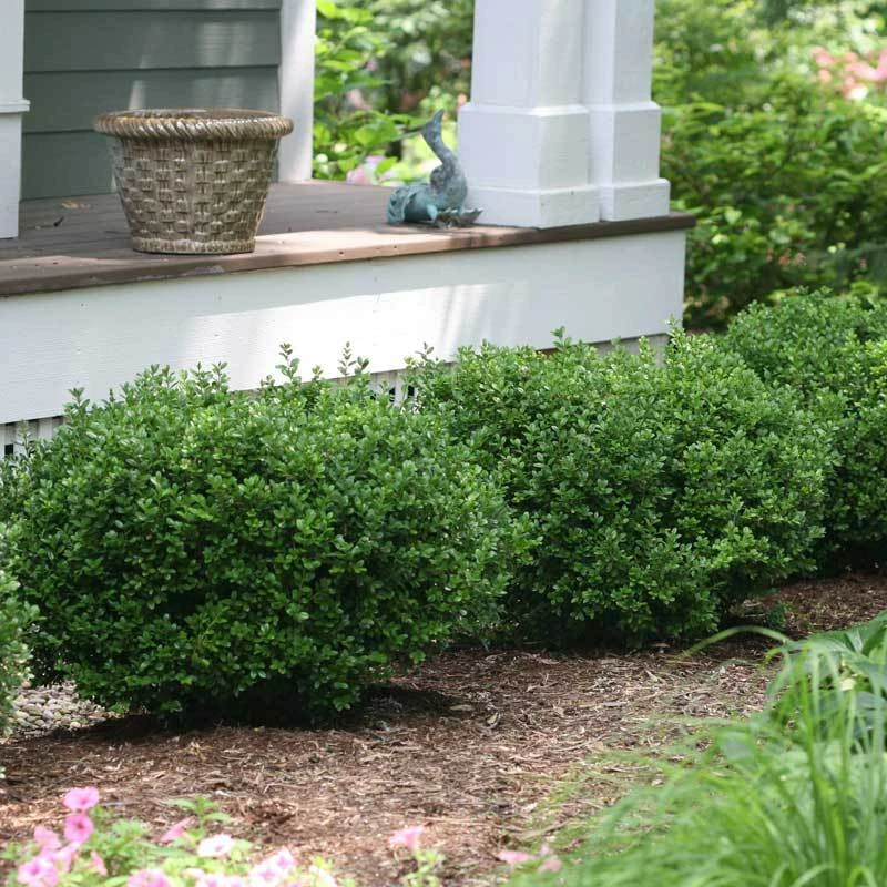 Sprinter® Boxwood 2 Sprinter® Boxwood - Image 2