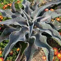 ART & SOL™ 'Catch A Wave' Mangave -GREAT GARDEN PLANTS c294383d773eedd8857eb104d4b01c60