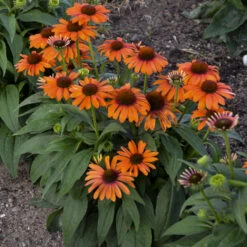 Color Coded™ 'Orange You Awesome' Coneflower -GREAT GARDEN PLANTS c54e5321f196c5503f4a0283b86ec6c7