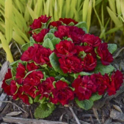 Belarina® Valentine Primrose