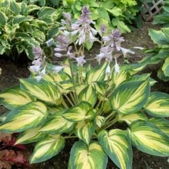 'My Fair Lady' Hosta 5 'My Fair Lady' Hosta -GREAT GARDEN PLANTS cad3a7021eeae52ecd3167617172165b