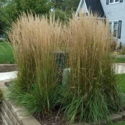 'Karl Foerster' Feather Reed Grass -GREAT GARDEN PLANTS calamagrostis karl foerster feather reed grass 3 sw