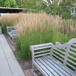 'Karl Foerster' Feather Reed Grass -GREAT GARDEN PLANTS calamagrostis karl foerster feather reed grass 6 sw