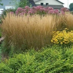 'Karl Foerster' Feather Reed Grass -GREAT GARDEN PLANTS calamagrostis karl foerster feather reed grass 8 sw