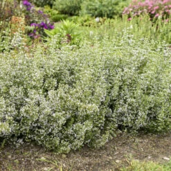 Calamint -GREAT GARDEN PLANTS calamint catmint