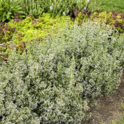 Calamint -GREAT GARDEN PLANTS calamint catmint 4