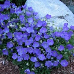 'Rapido Blue' Bellflower -GREAT GARDEN PLANTS campanula rapido blue 1