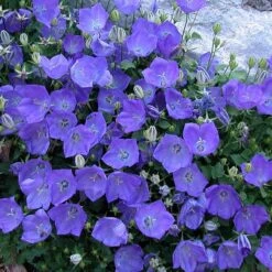'Rapido Blue' Bellflower -GREAT GARDEN PLANTS campanula rapido blue 2
