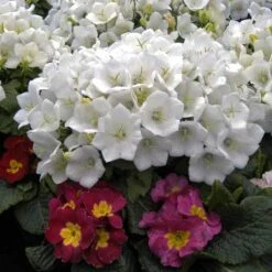 'Rapido White' Bellflower -GREAT GARDEN PLANTS campanula rapido white carpathian harebell 4