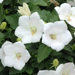 'Rapido White' Bellflower -GREAT GARDEN PLANTS campanula rapido white carpathian harebell 5
