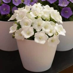 'Rapido White' Bellflower -GREAT GARDEN PLANTS campanula rapido white carpathian harebell 6