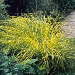 'Bowles Golden' Sedge -GREAT GARDEN PLANTS carex bowles golden 3