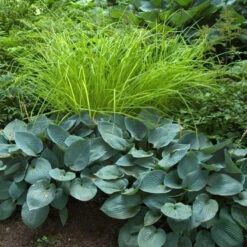 'Bowles Golden' Sedge -GREAT GARDEN PLANTS carex bowles golden 4