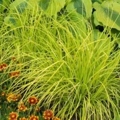 'Bowles Golden' Sedge -GREAT GARDEN PLANTS carex bowles golden 5