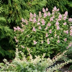 Beyond Pink'd™ Bluebeard -GREAT GARDEN PLANTS caryopteris beyond pinkd 4 sw