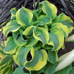 'School Mouse' Hosta