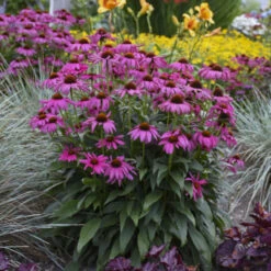 'Purple Emperor' Coneflower -GREAT GARDEN PLANTS cceea3f0f81c56f7094f90475b0e60e8