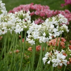 'Galaxy White' Lily-of-the-Nile -GREAT GARDEN PLANTS cd9a563fad8527ae218cd8477160ffca