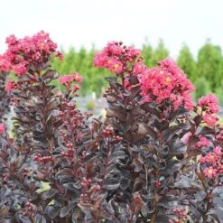 Center Stage® Pink Crapemyrtle -GREAT GARDEN PLANTS center stage pink crapemyrtle 3 sw