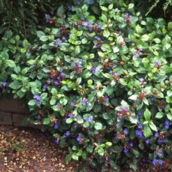 Hardy Plumbago -GREAT GARDEN PLANTS ceratostigma plumbaginoides plumbago 1 sw