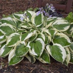'Patriot' Hosta -GREAT GARDEN PLANTS cfeeadbcfa09906c53303e308a61b5cf