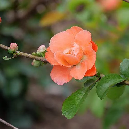 Double Take Peach™ Flowering Quince 2 Double Take Peach™ Flowering Quince - Image 2