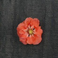 Double Take Peach™ Flowering Quince 6 Double Take Peach™ Flowering Quince -GREAT GARDEN PLANTS chaenomeles double take peach 2 P sw